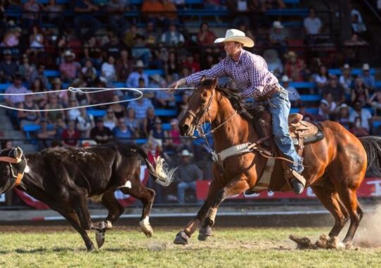 National Finals Steer Roping 2023 LIVE Witness the Thrill of Rodeo Today 11/18/2023